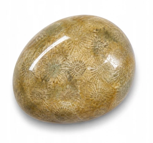 Kamień naturalny szlifowany Koral Fossil 1szt