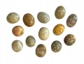 Kamień naturalny szlifowany Koral Fossil 1szt